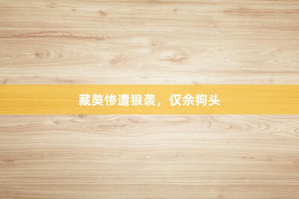 藏獒惨遭狼袭，仅余狗头